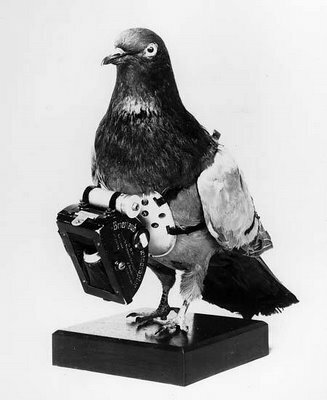 Carrier pigeon